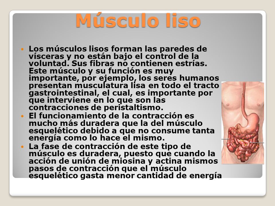 cual+es+la+funcion+de+los+musculos+lisos
